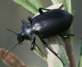 Coleoptera(Or) sp003 Animal